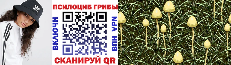 Галлюциногенные грибы Psilocybine cubensis  Купить  Данков 